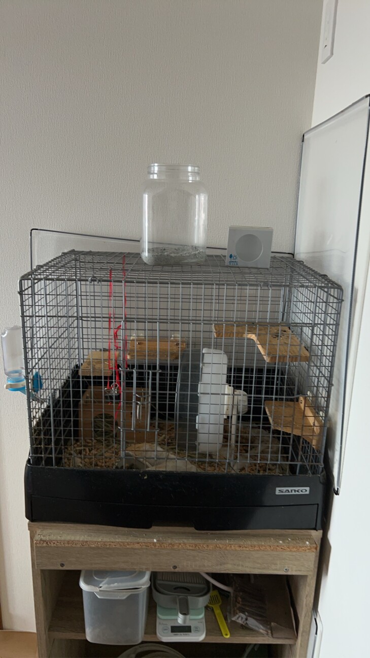 デグー3歳メス　不正咬合持ちです サムネイル2