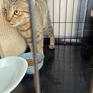 生後半年ほどのキジトラ女の子