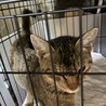 生後７か月ほどのキジトラ女の子 サムネイル4