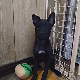 保護犬！里親様緊急募集！！