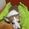 ホットドッグ♪