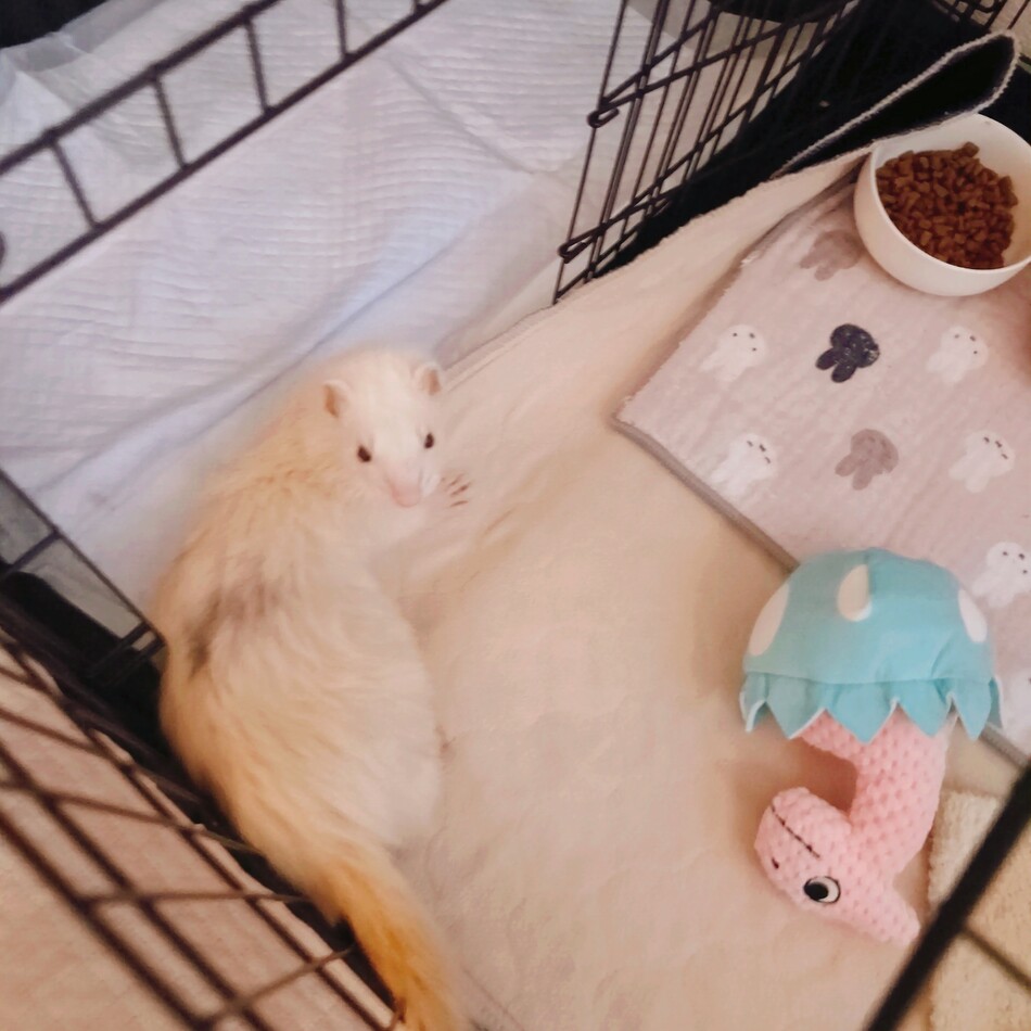 もちおのカバー写真