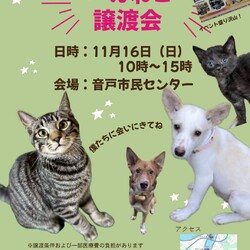 いぬねこ譲渡会
