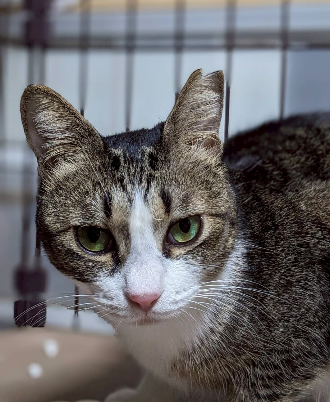 おっとり甘えっ子ランちゃん サムネイル3