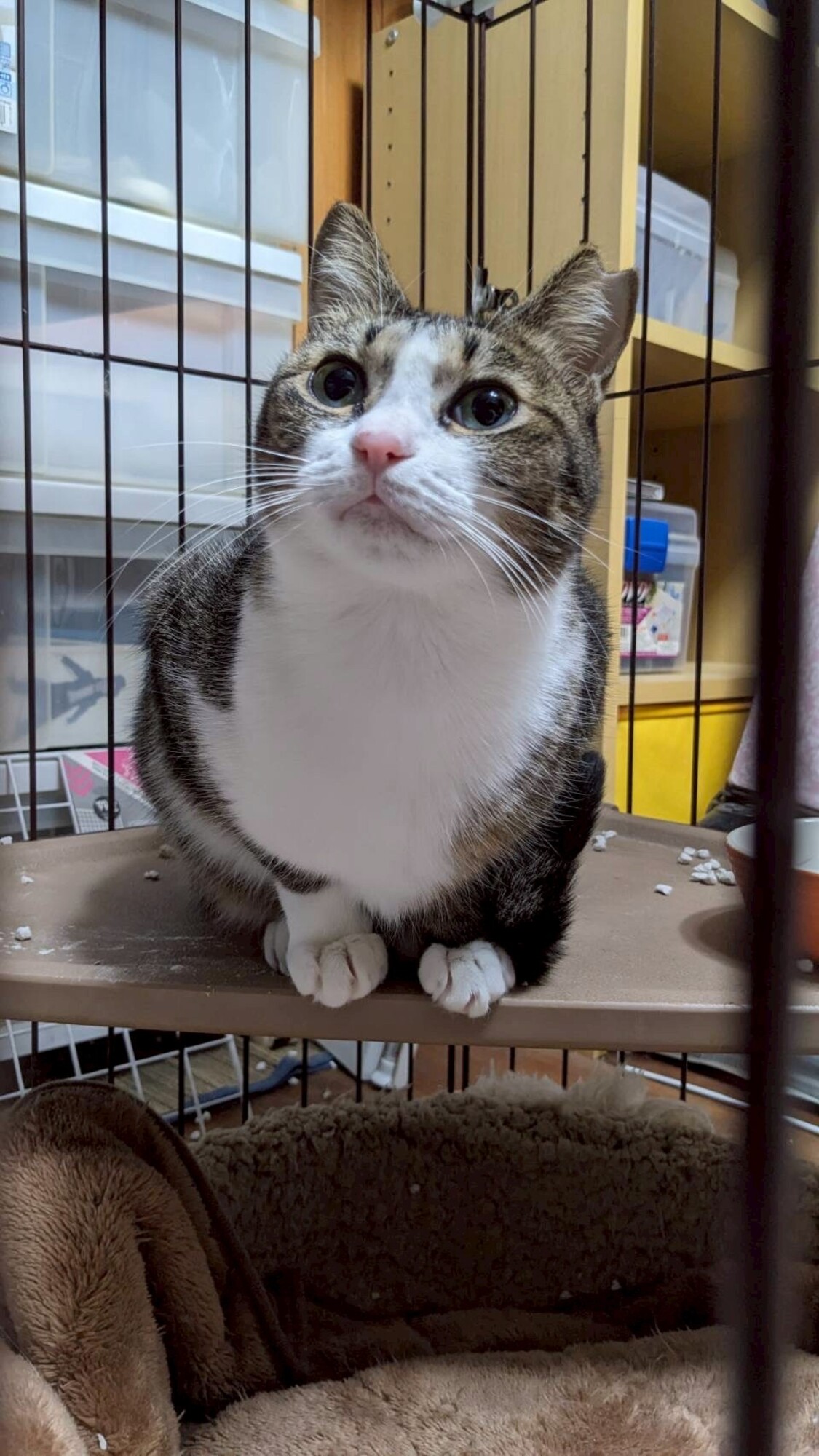 おっとり甘えっ子ランちゃん サムネイル1