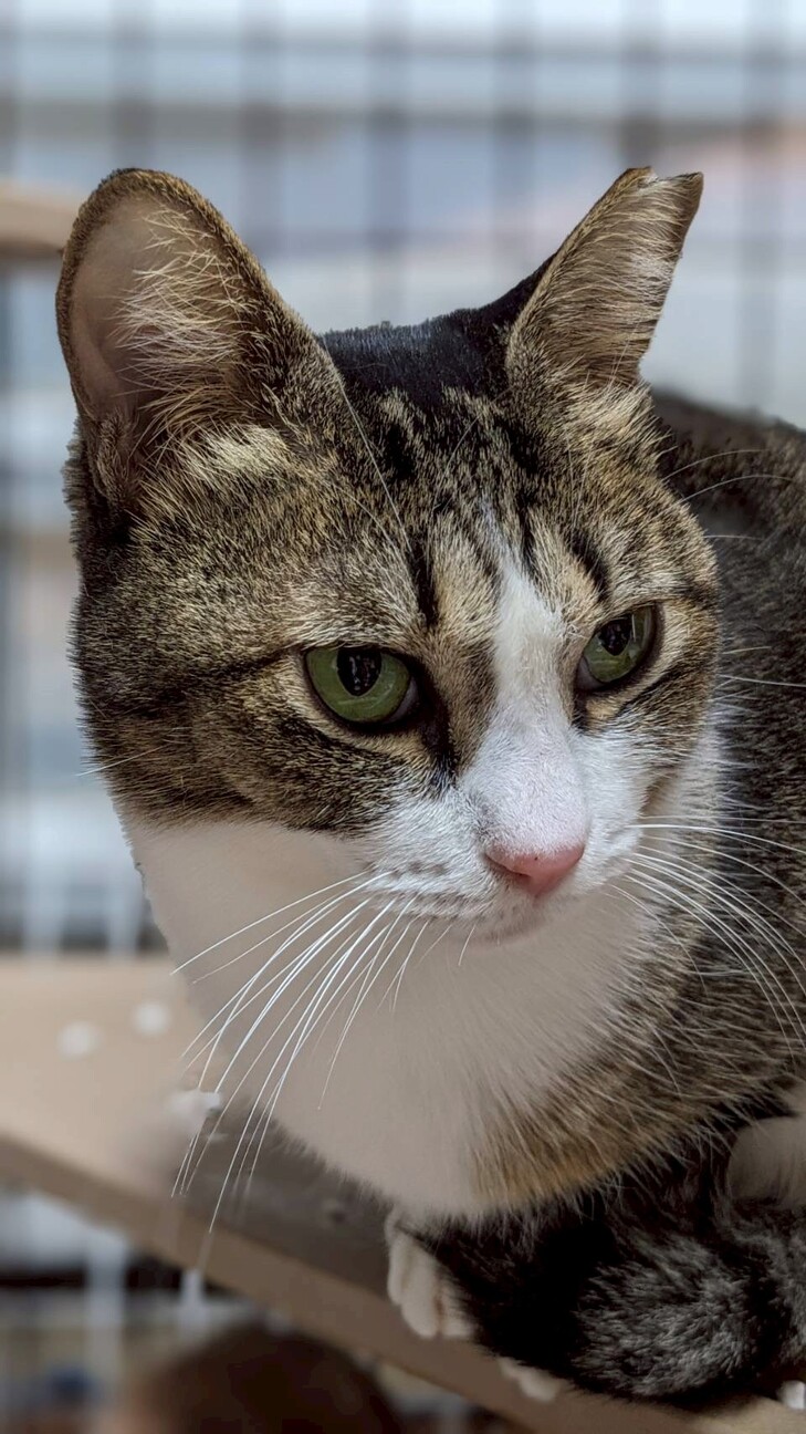 おっとり甘えっ子ランちゃん サムネイル4