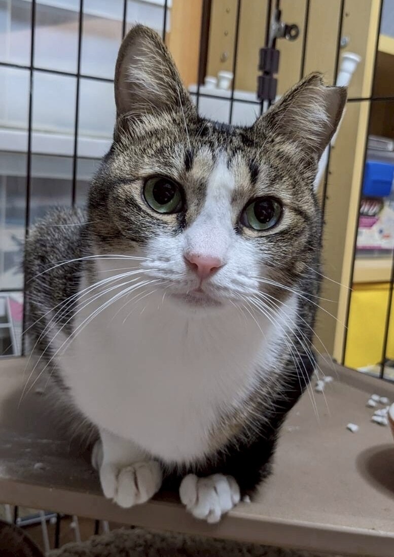 おっとり甘えっ子ランちゃん サムネイル5