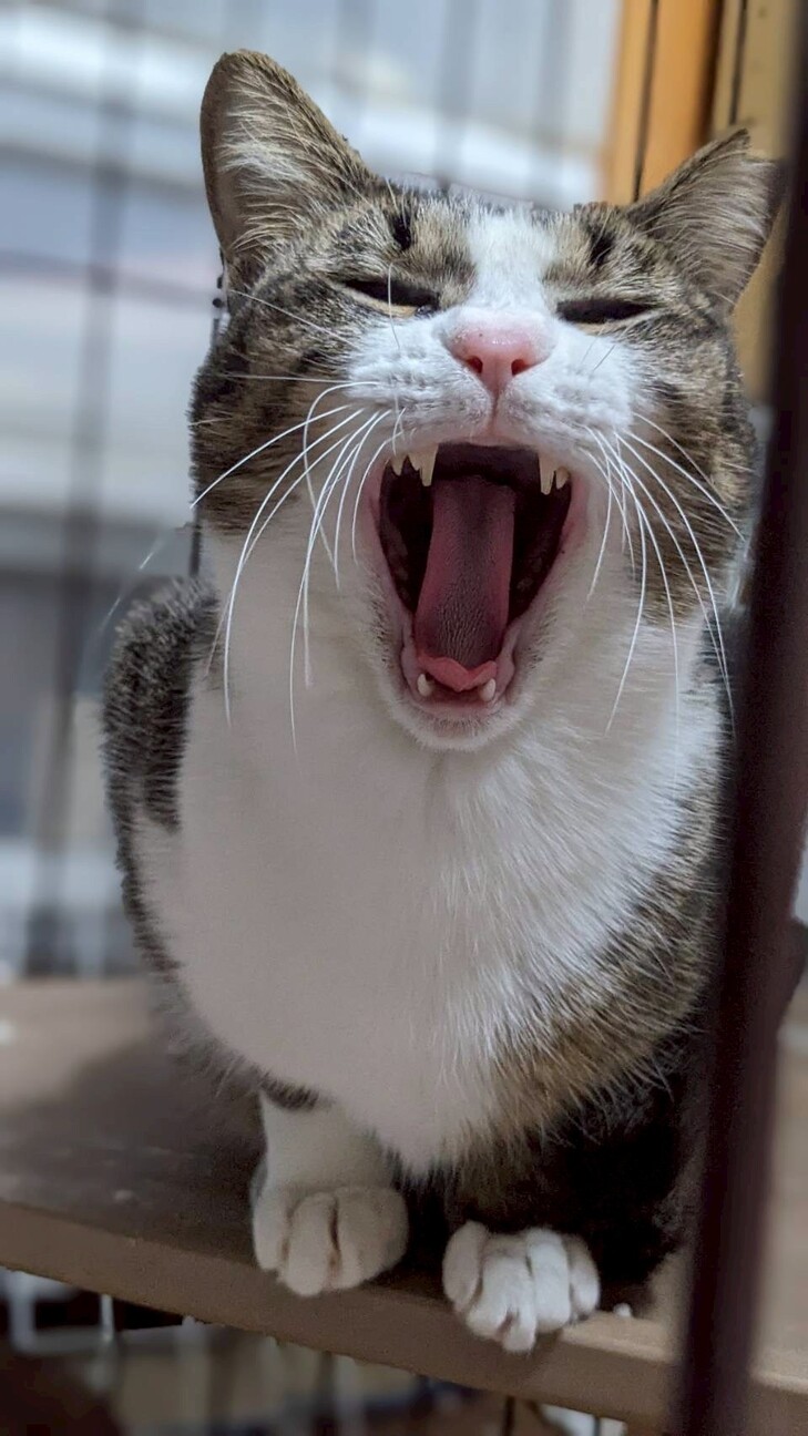 おっとり甘えっ子ランちゃん サムネイル7