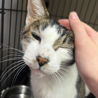 スリスリゴロッゴロのニコ♂