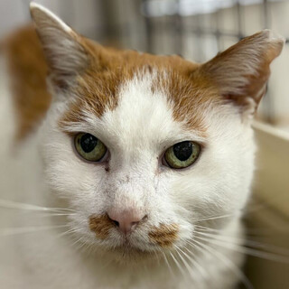 慣れ慣れシニアガール⭐︎チャコ♀