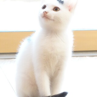 しらたま・あずきと申ちまつ‼