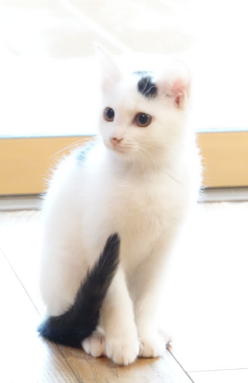 一時募集停止中・しらたま」茨城県 - 猫の里親募集(530085) 4枚目の