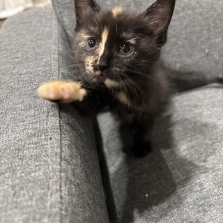 捨てられた兄妹