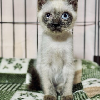 猫も人も大好きな楽しい子♪