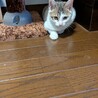 子猫 サムネイル7