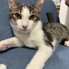怖がりキジ白のやっくん サムネイル2