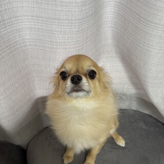 とっても甘えん坊なチワワ♂5歳