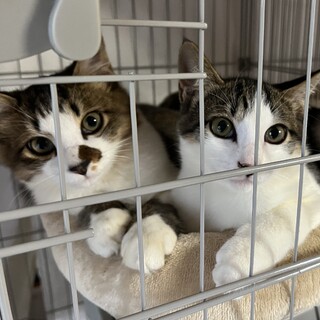 仲良し兄弟の家族になってくださる方を探しています