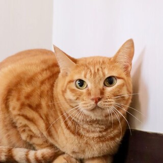 慎重派茶トラガールのブラウニーちゃん！