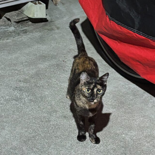 お母さん猫と子猫を保護して頂きたいです。