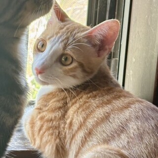 膝の上が好きな甘えん坊子猫　6ヶ月