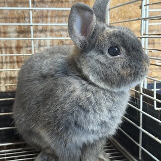 ネザーランドドワーフ♂男の子(オス)