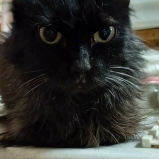 もふもふケイちゃんにずっとのおうちを！