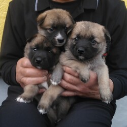 生後1か月になったワンコの里親さん探してます