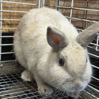 1歳くらいネザーランドドワーフ♂男の子