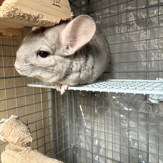 チンチラ(シナモン)メス　5歳