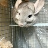 チンチラ(シナモン)メス　5歳 サムネイル2