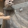 チンチラ(シナモン)メス　5歳 サムネイル3