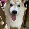 6歳柴犬の女の子里親募集です！！