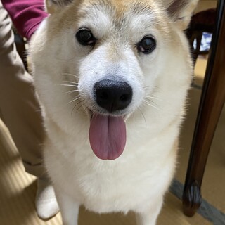 6歳柴犬の女の子里親募集です！！