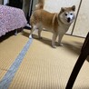 6歳柴犬の女の子里親募集です！！ サムネイル2