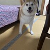 6歳柴犬の女の子里親募集です！！ サムネイル3