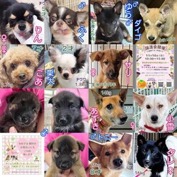 保護犬の譲渡会開催します