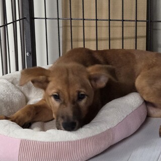 この子を助けてください