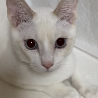 可愛い　シャムミックスのシロンくん
