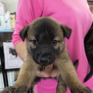 この子を助けてください