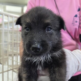 この子を助けてください