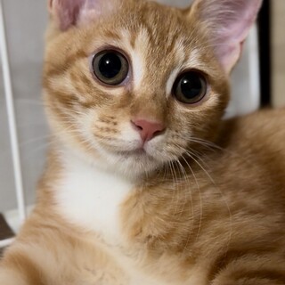 可愛い茶白のミクルちゃん