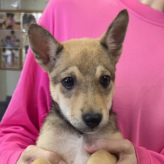 この子を助けてください