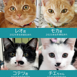 子猫大好き21匹譲渡会★みよし市