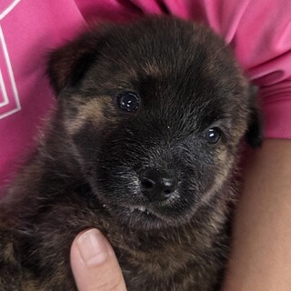 この子を助けてください