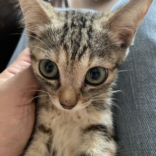 アビシニアン風マスカットの瞳の美猫女子4カ月