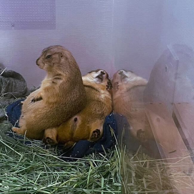 りきちゃのカバー写真