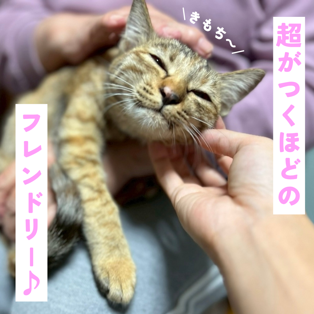 超がつくほどのフレンドリーさん サムネイル3