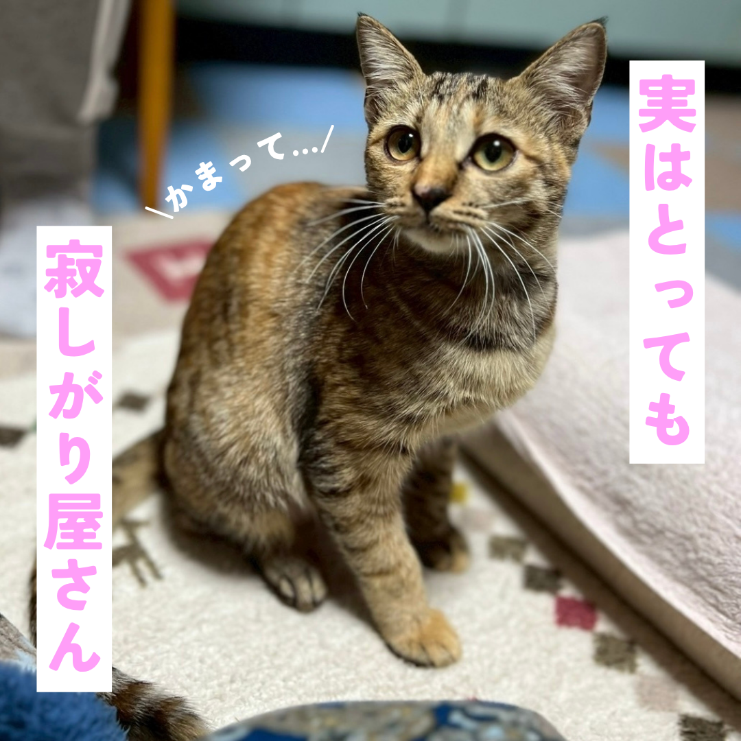 超がつくほどのフレンドリーさん サムネイル4