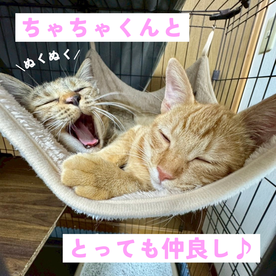 超がつくほどのフレンドリーさん サムネイル6